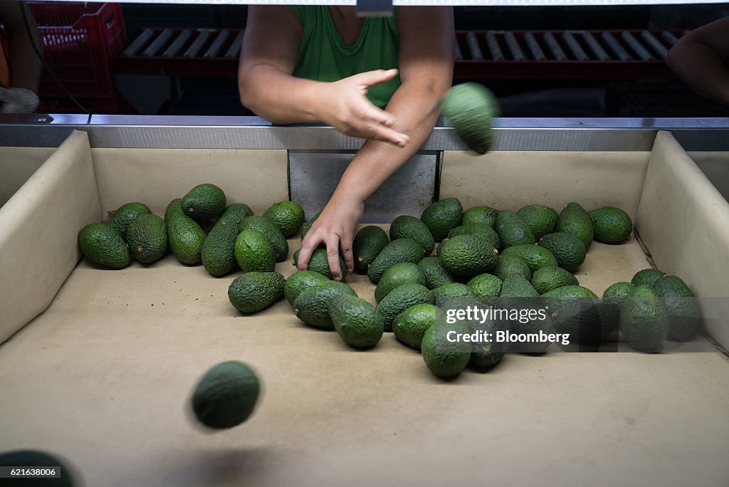 Operations At An Avocado Farm & Packaging Facility Amid Shortages