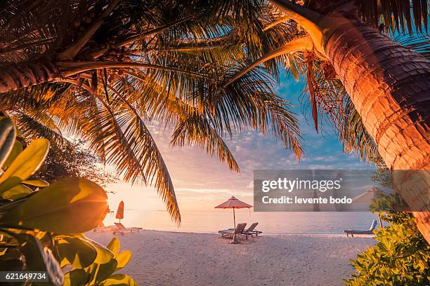 twilight summer beach landscape with sun beds and palm trees. beautiful amazing maldives beach sunset paradise. - bungalow stock-fotos und bilder