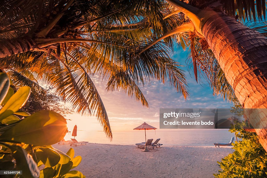 Twilight summer beach landscape with sun beds and palm trees. Beautiful amazing Maldives beach sunset paradise.