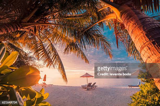 twilight summer beach landscape with sun beds and palm trees. beautiful amazing maldives beach sunset paradise. - return to paradise stock pictures, royalty-free photos & images