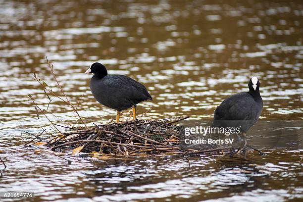 coots creating island nest from tree branches on the lake, bushy park, surrey, england - nesting ground stock pictures, royalty-free photos & images