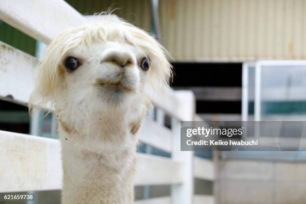 alpacas - funny llama stock-fotos und bilder