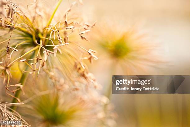 Papyrus Reeds Texture Papyrus Reed Photos and Premium High Res Pictures - Getty Images
