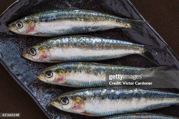 sardines on a serving plate - pomatomus saltatrix stock pictures, royalty-free photos & images