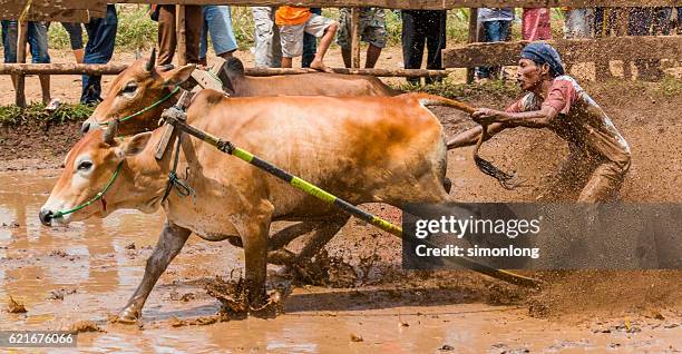 Cow Rally 563 Cow Race In Indonesia Stock Photos, High-Res Pictures, and Images ...