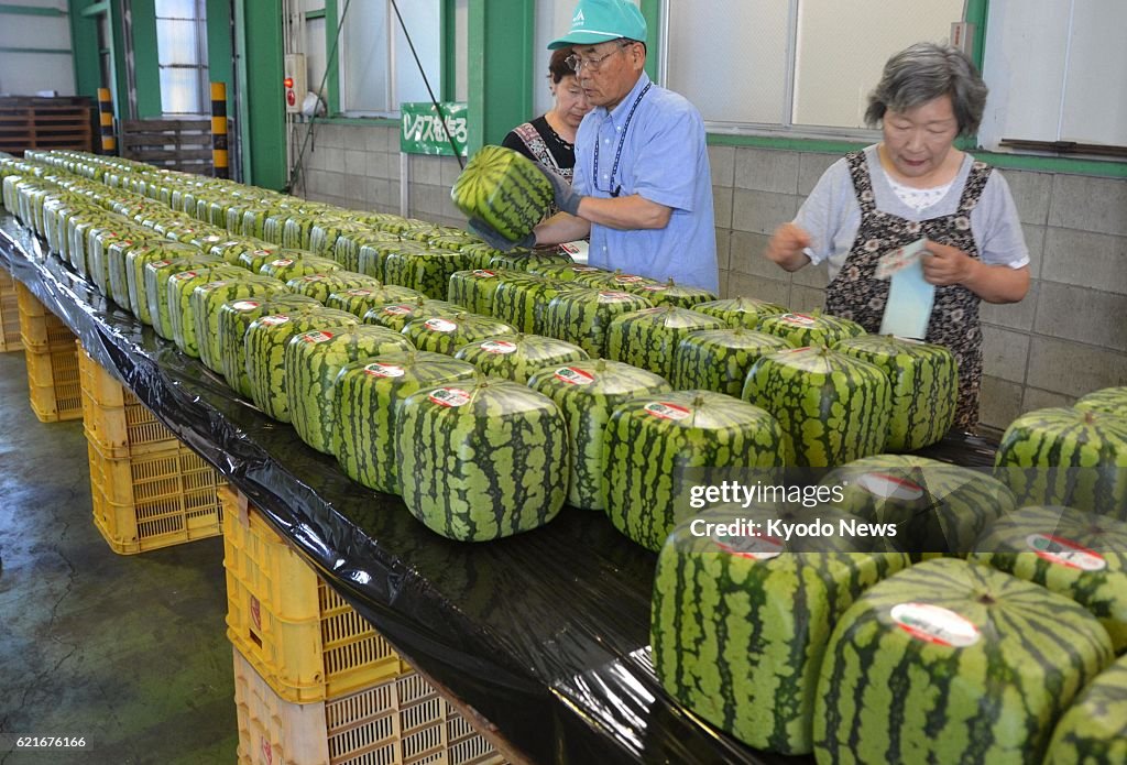 Squre watermelons