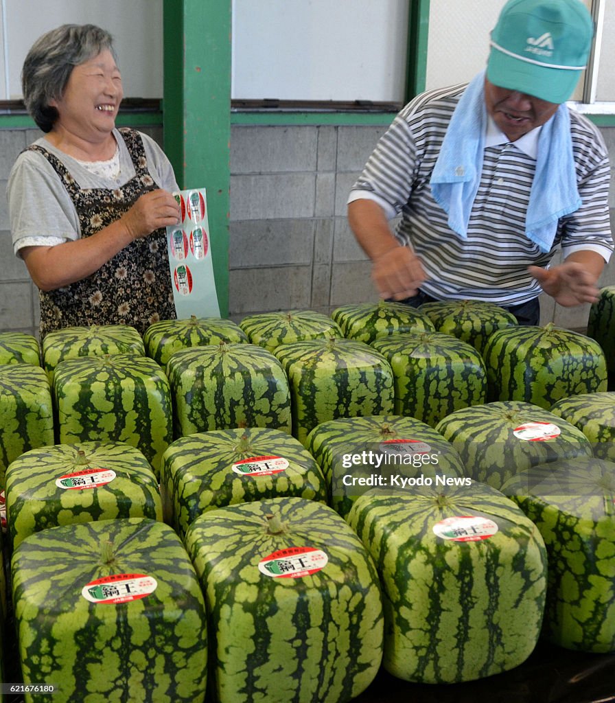 Squre watermelons