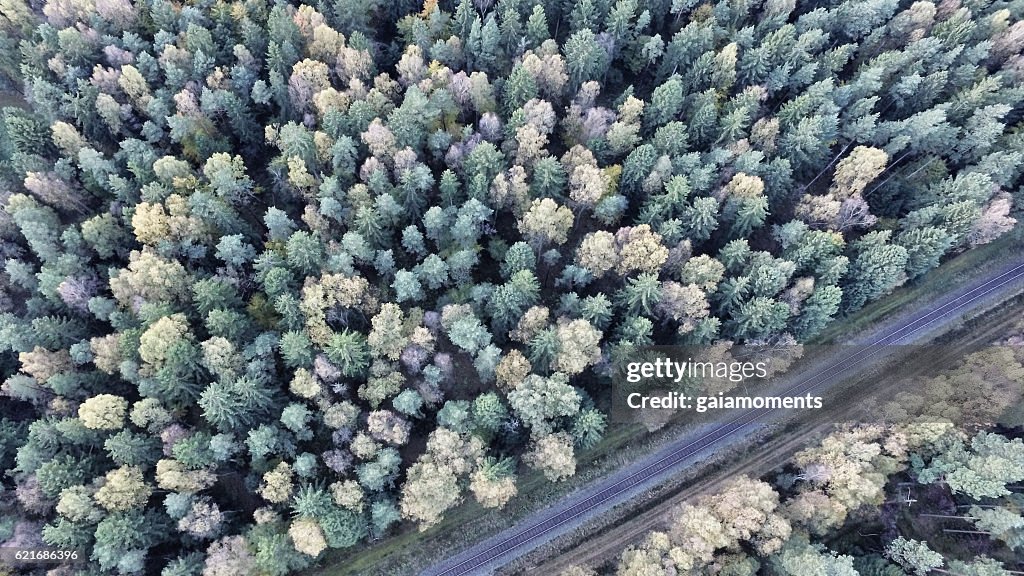 Conifers and railway track