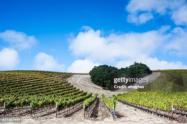 heart hill vineyard with a cloudy blue sky - paso robles stockfoto's en -beelden