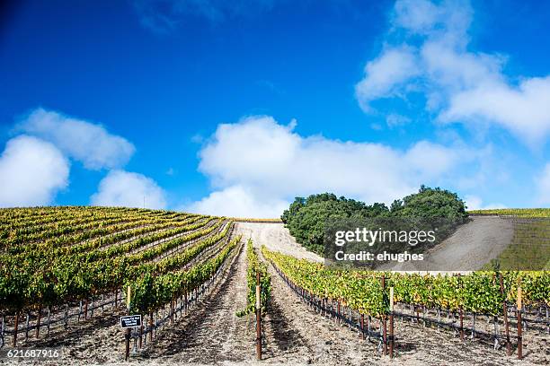 heart hill vineyard mit bewölktem blauen himmel - vineyard southern california stock-fotos und bilder