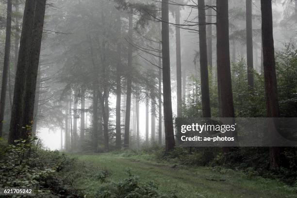 sentiero nella foresta autunnale buia e nebbiosa - malumore foto e immagini stock