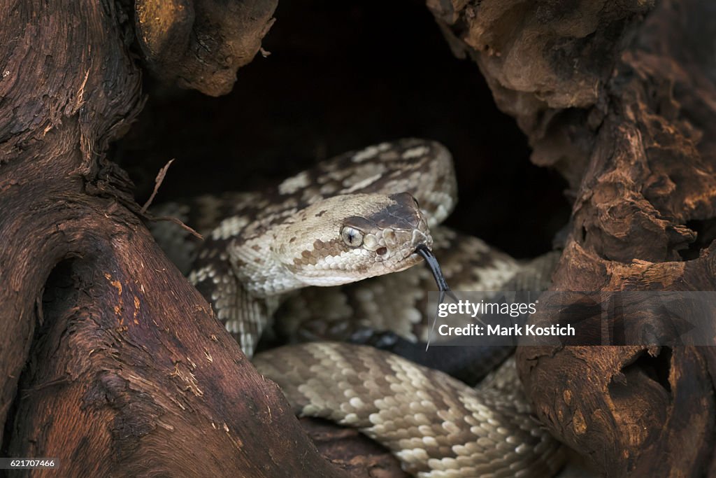 Jeune crotale venimeux à queue noire dans la sanière