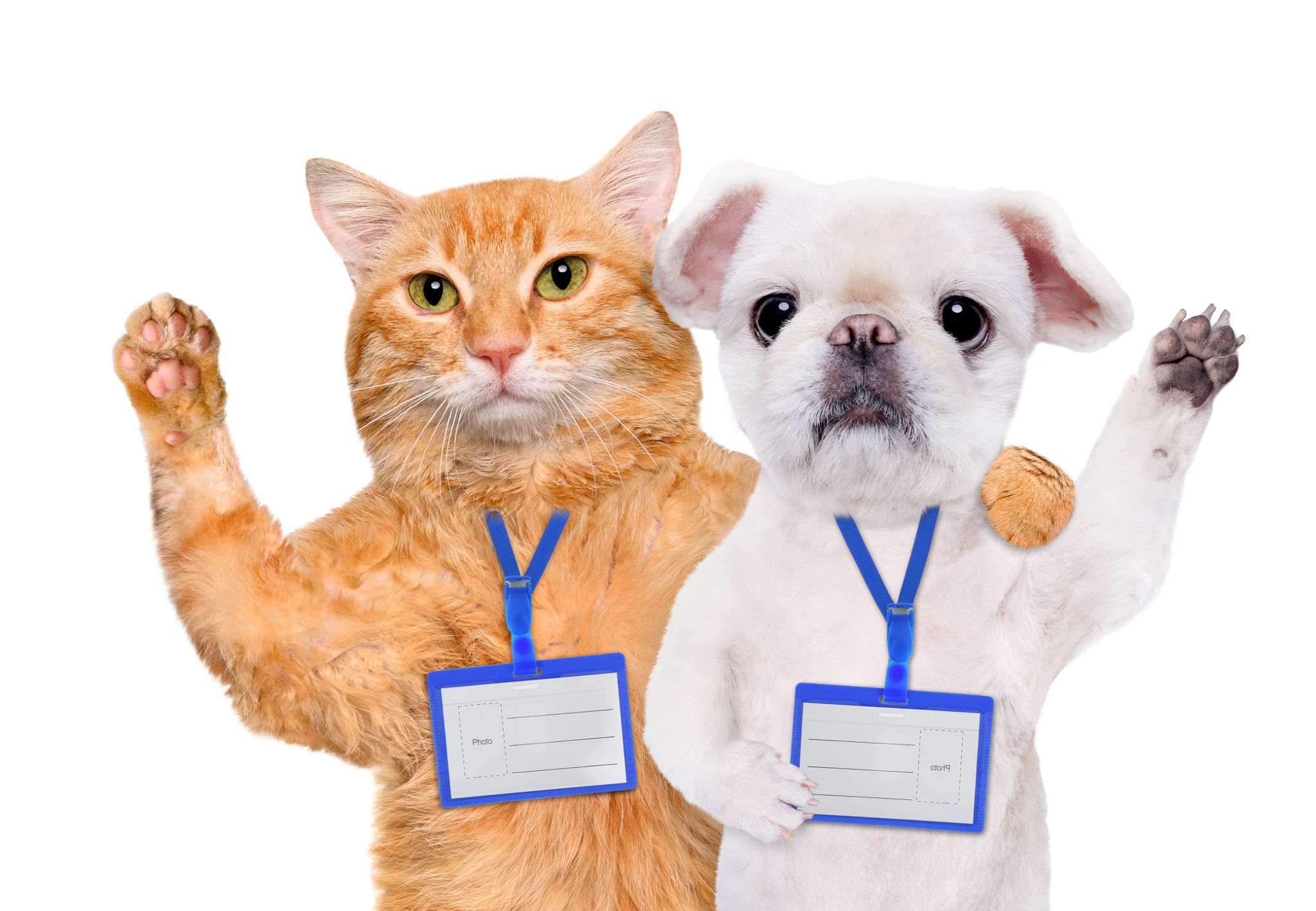 pet friendly sensors