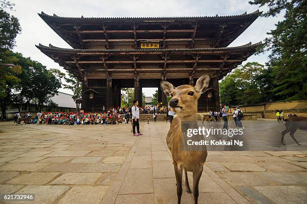 deer outside todaiji temple in nara - sika deer stock pictures, royalty-free photos & images