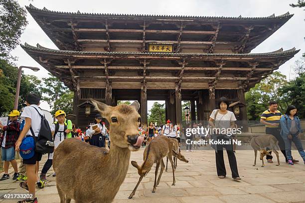 veado fora do templo tōdai-ji em nara - nara - fotografias e filmes do acervo