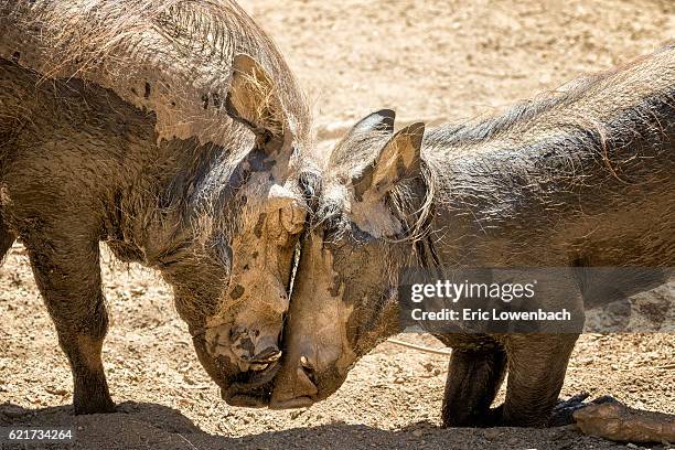 wild pigs in love - boar tusk stock pictures, royalty-free photos & images