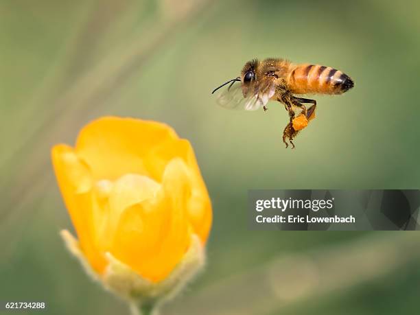 gathering honeybee in flight - drone bee stock pictures, royalty-free photos & images
