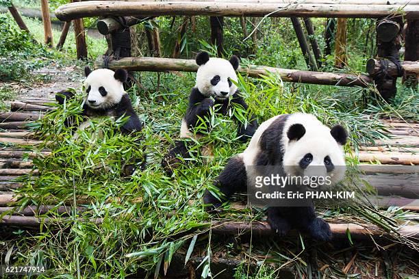 young pandas eating bamboo, chengdu, sichuan, china - panda fotografías e imágenes de stock