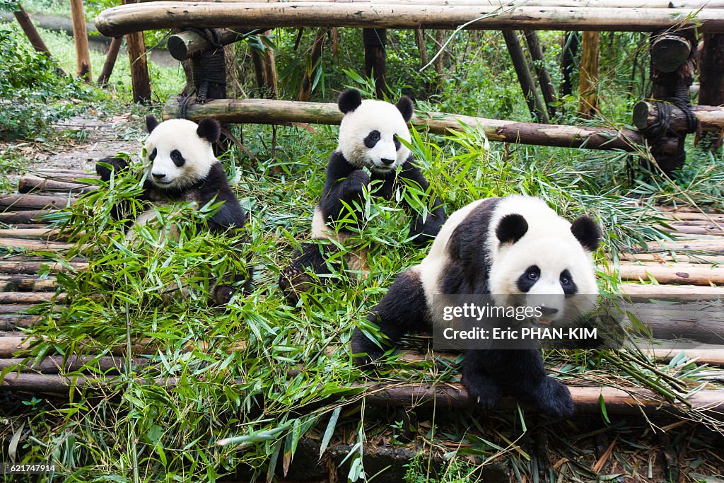 Young pandas eating bamboo, ChengDu, SiChuan, China