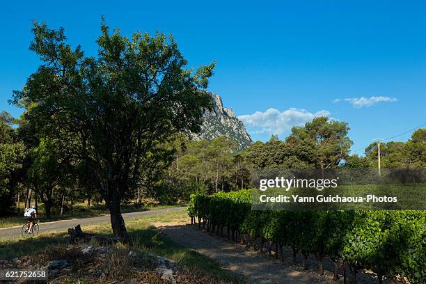 vineyards at pic saint loup, herault, languedoc roussillon, france - languedoc rosellón fotografías e imágenes de stock