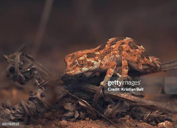 helmeted gecko (tarentola chazaliae) on dry vegetation - tarentola stock pictures, royalty-free photos & images