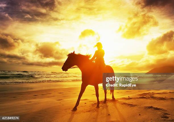 silhouetted by dazzling golden sunset, woman rides horse along shoreline - goud strand stockfoto's en -beelden