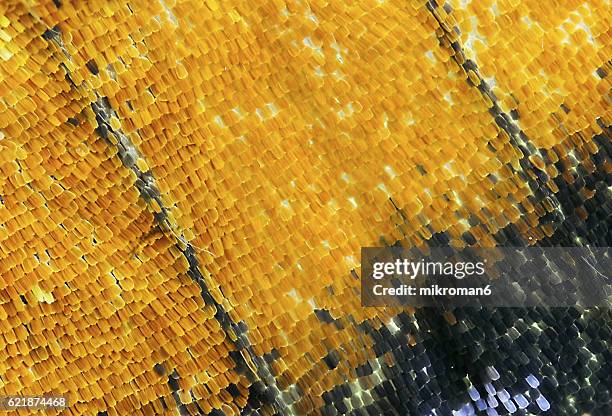 butterfly scales - arthropod fotografías e imágenes de stock