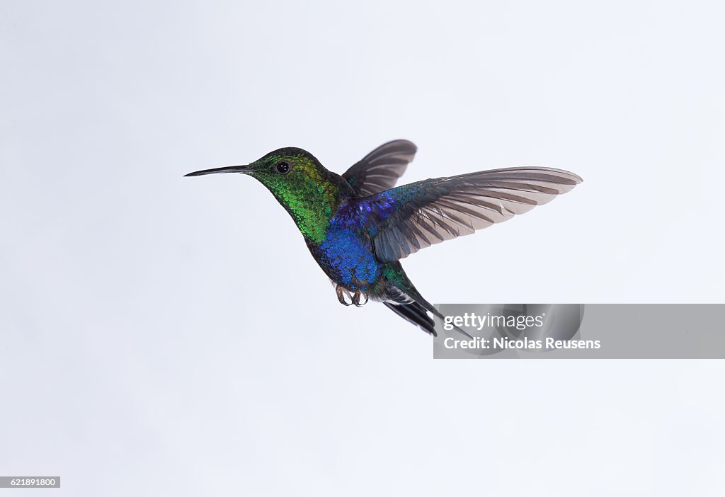 Violet-crowned woodnymph (Thalurania colombica colombica)