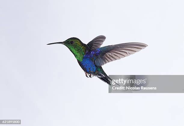 violet-crowned woodnymph (thalurania colombica colombica) - tropical bird stock pictures, royalty-free photos & images