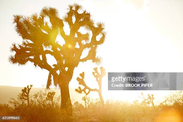 sunset landscape of joshua tree california - brook steppe photos et images de collection