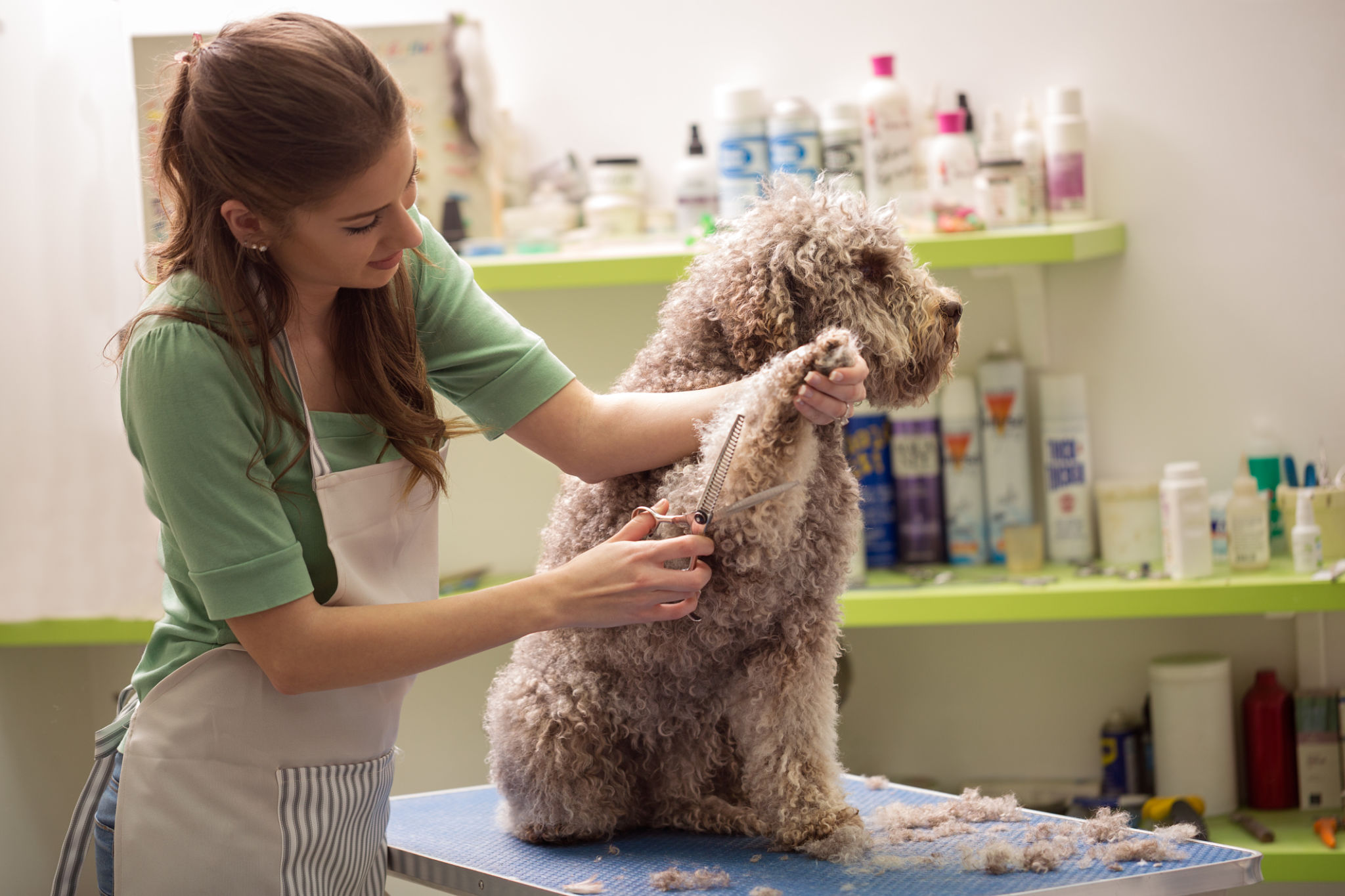 pet meeting groomer