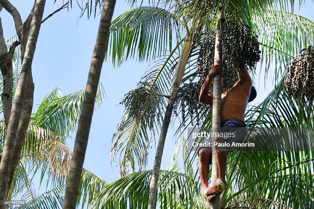 Acai Palm in the Amazon Rainforest