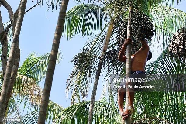 acai palm in the amazon rainforest - acai stock pictures, royalty-free photos & images