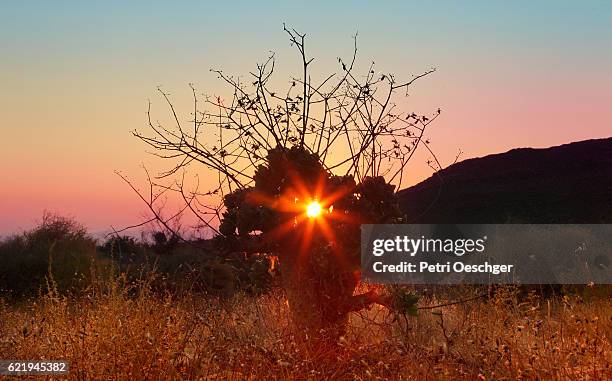 tranquil sunrise - the karoo stockfoto's en -beelden