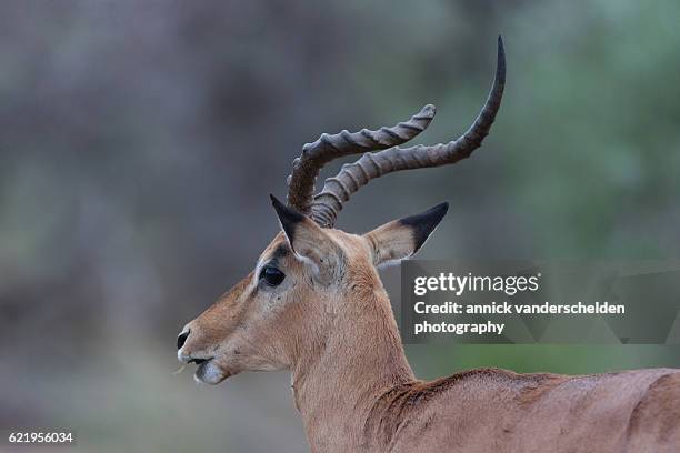 male impala (aepyceros melampus) with broken horn. - antelope stock pictures, royalty-free photos & images