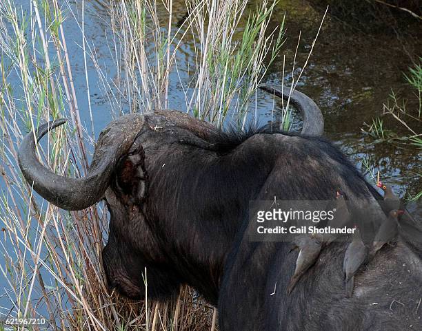 oxpeckers on the water buffalo - oxpecker stock pictures, royalty-free photos & images