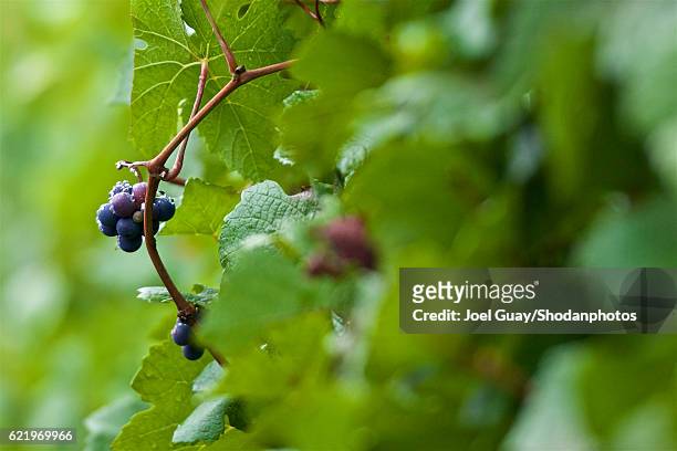 pinot noir grapes on the vine - willamette valley stock pictures, royalty-free photos & images
