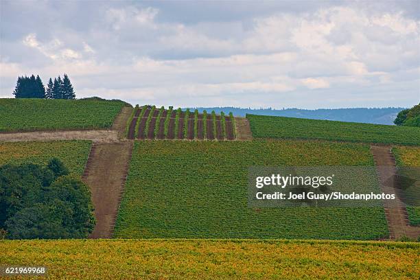 willamette vineyards - willamette valley stock pictures, royalty-free photos & images