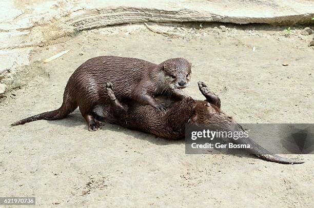 playful small clawed otters - river otter fotografías e imágenes de stock