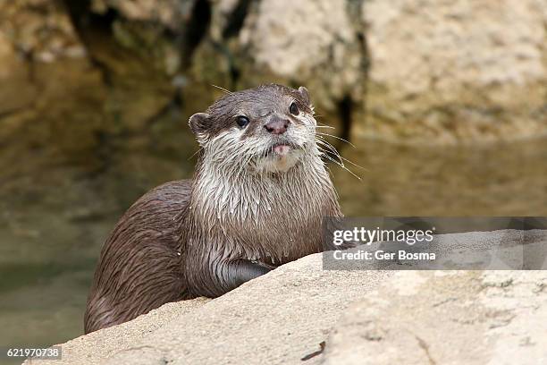 oriental small clawed otter - river otter fotografías e imágenes de stock