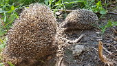 Young hedgehog with his mother