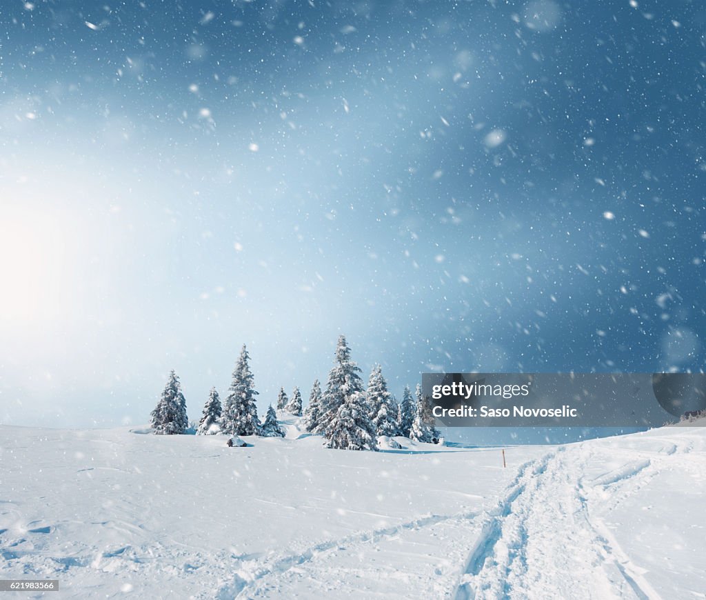 Snowy Landscape