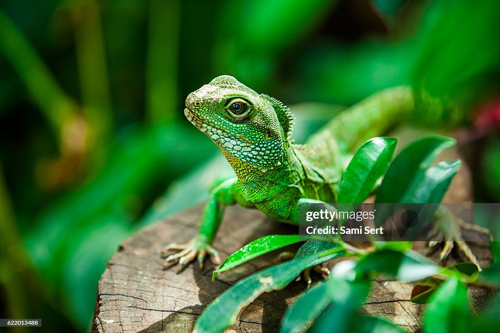 Chinese water dragon