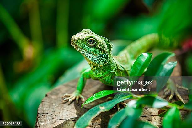 chinese water dragon - papua neuguinea stock pictures, royalty-free photos & images