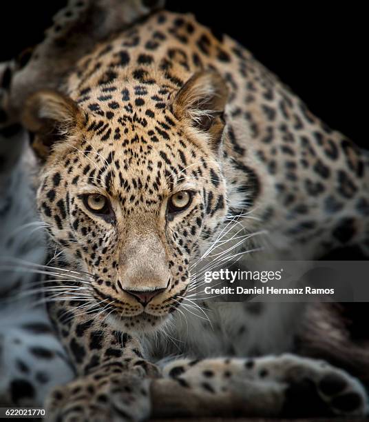 close up of angry leopard face detail. headshot. panthera pardus - leopard face stockfoto's en -beelden