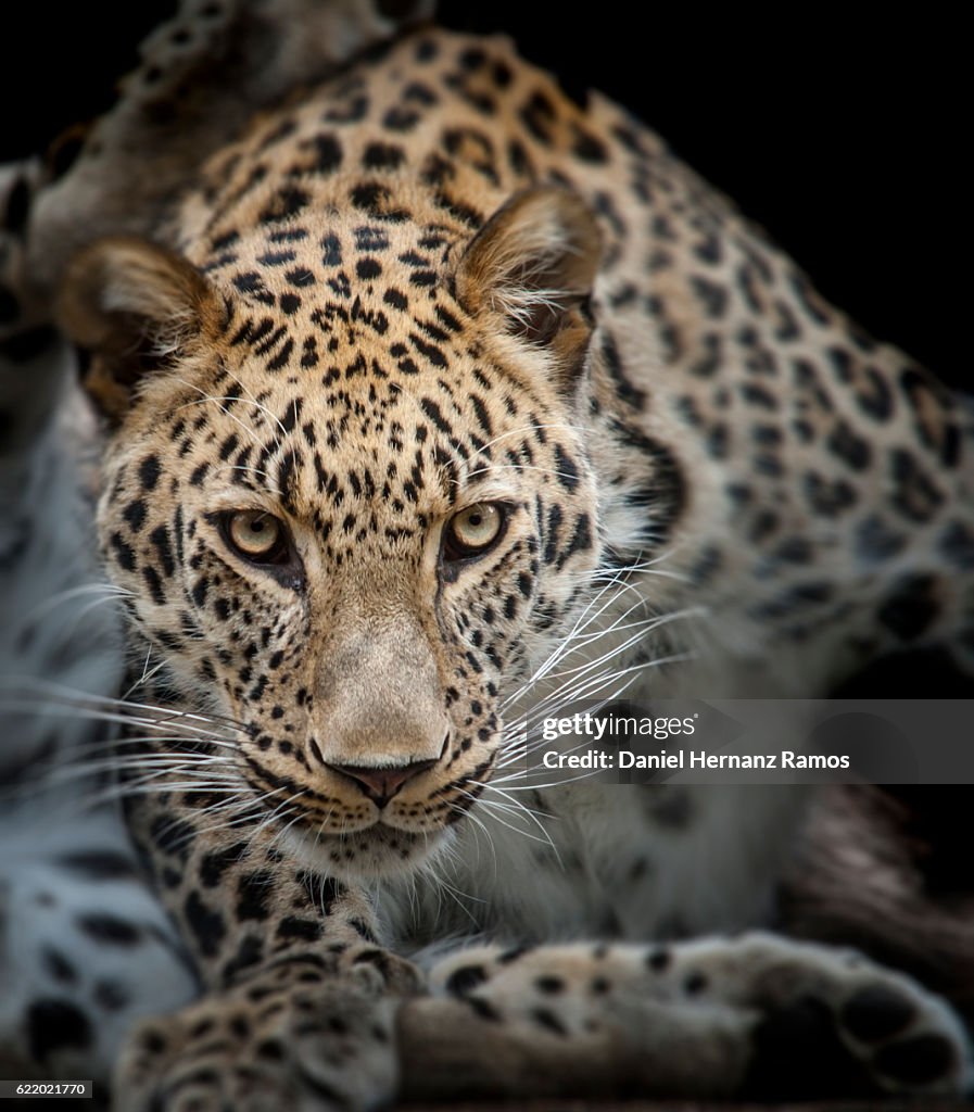 Close up of Angry Leopard face detail. Headshot. Panthera pardus