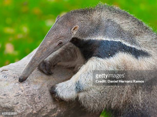 close up of giant anteater. myrmecophaga tridactyla - anteater stock pictures, royalty-free photos & images