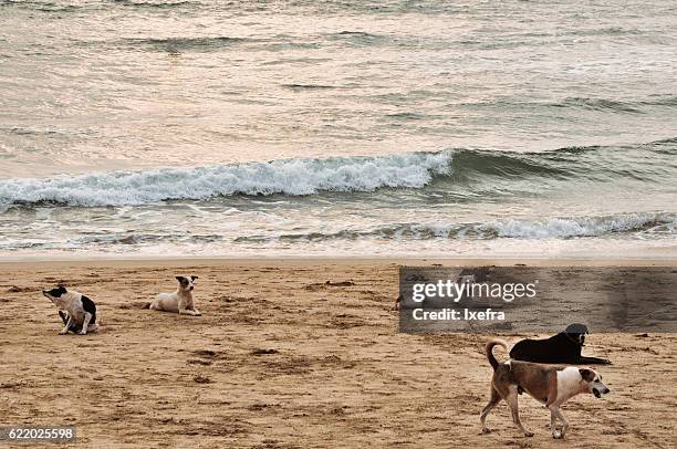 stray dogs on the beach - stray animal stock pictures, royalty-free photos & images