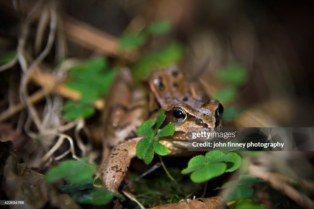 Frog on the woodland floor. British woodland, Peak District, UK