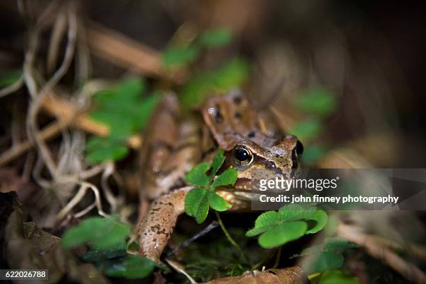 frog on the woodland floor. british woodland, peak district, uk - acederilla fotografías e imágenes de stock